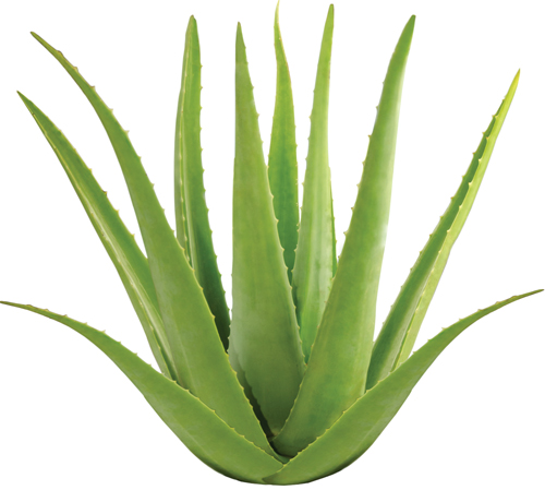 nature's secret deep cleansing milk