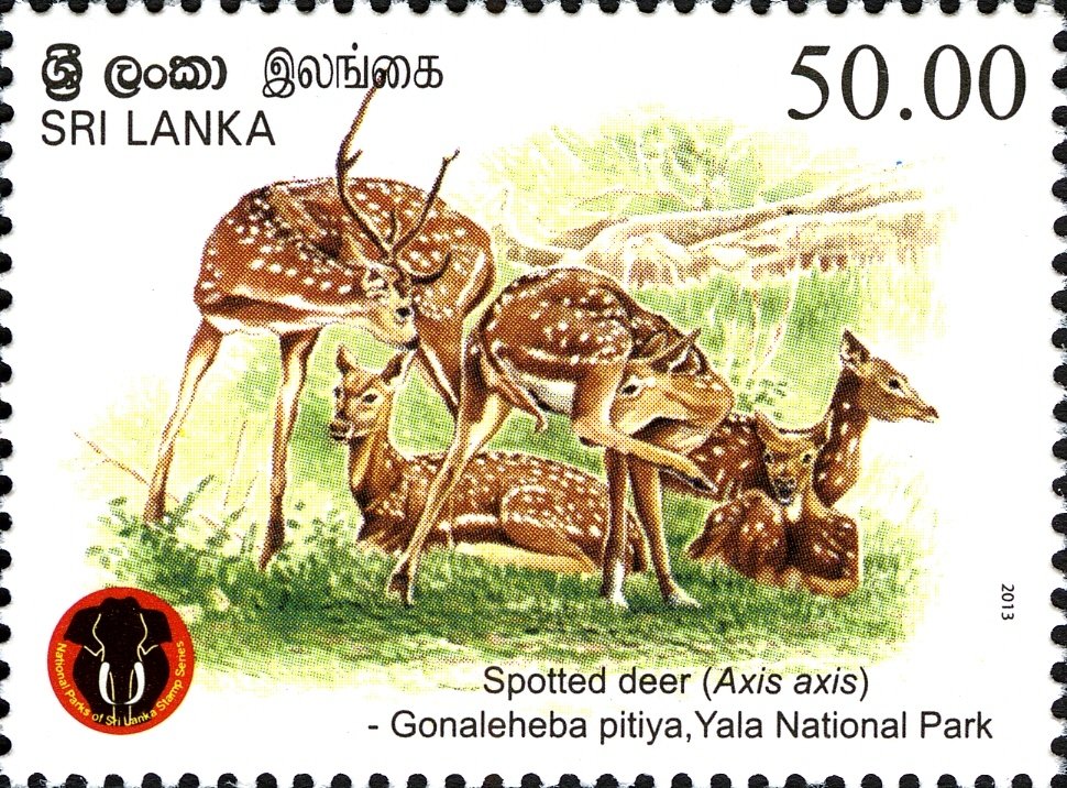 Sri Lanka 2013-07-28 Yala National Park - Spotted Deer (Axis axis ...