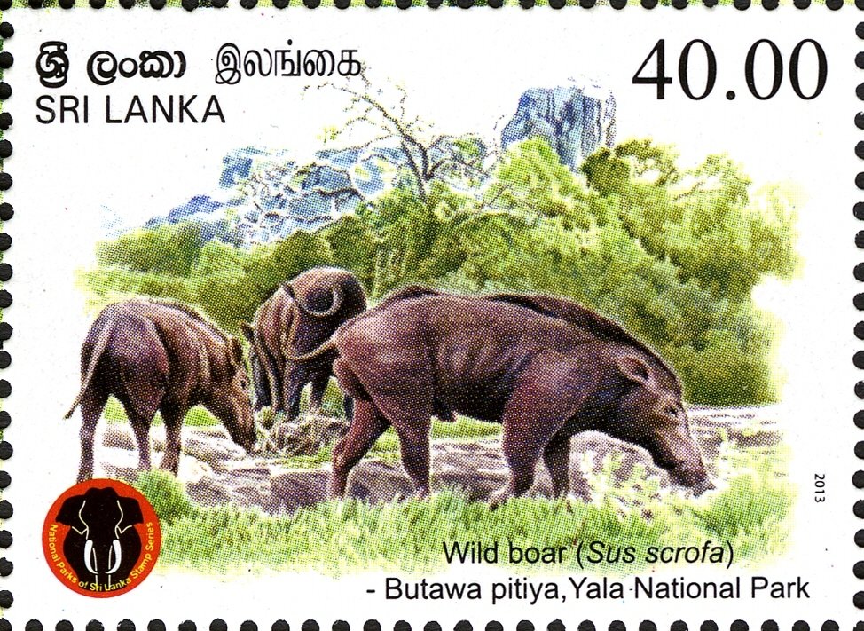 Sri Lanka 2013-07-28 Yala National Park - Wild Boar (Sus Scrofa) Stamp ...