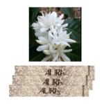 Aura Incense Sticks – Coffee Flower (L)