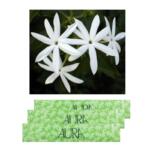 Aura Incense Sticks – Jasmine (L)